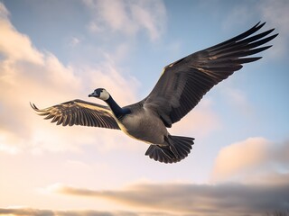 Fototapeta premium Kanada Gans im Flug, Himmel mit Wolken, Morgenlicht