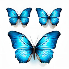 Fototapeta premium three blue butterflies