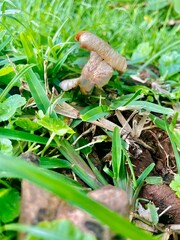 Fungus in the evening 
