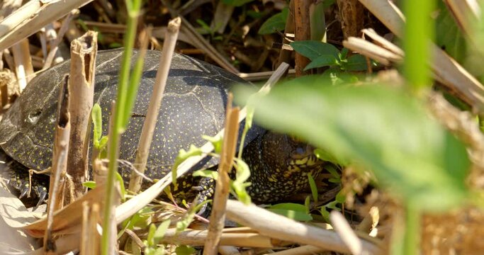 Pond turtle hiding in a reed