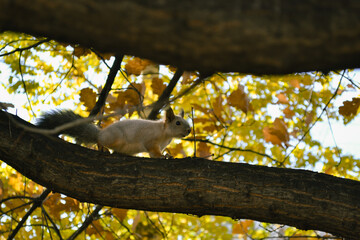 Cute squirrel sits on a tree branch among autumn foliage © Maxwell Turnhouse