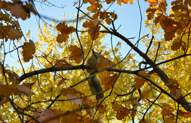 Squirrel sits on a tree branch among autumn foliage © Maxwell Turnhouse