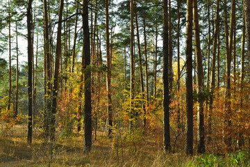 The tall, slender trunks of the pine trees in the autumn woods under the evening sun