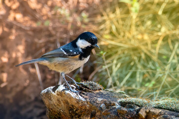 A coal tit  looking for seeds on the ground. Colorful birds. Periparus ater.