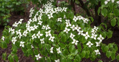 chinese white flowering dogwood, cornus kousa chinensis shrub