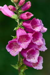 Roter Fingerhut - Purpurea digitalis