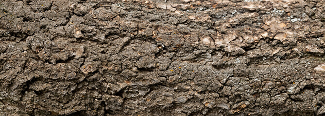 Relief texture of the brown bark of a tree. Old tree trunk material.