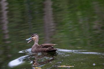 Pacific black duck