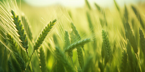 A mesmerizing view of a vibrant wheat field. - obrazy, fototapety, plakaty