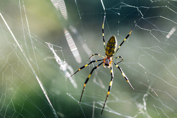 Triconephila Clavata, also known as the Zoro Spider, lives in southeastern Asia.