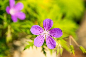 Blüten des Wald-Storchschnabel (Geranium sylvaticum)