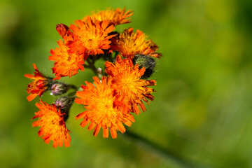Orangerotes Habichtskraut (Hieracium aurantiacum )