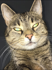 scary cat with glowing reflective eyes