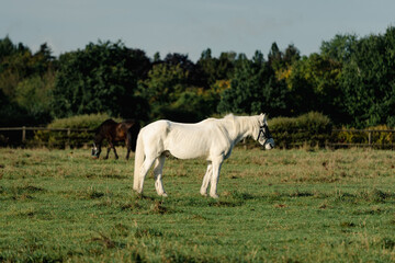 white Gray horse on a pasture 