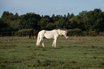 Obraz premium white Gray horse on a pasture 
