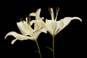 Two pink blooming lily flowers with green stem and pollen isolated on black background. Studio close-up shot.