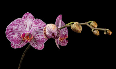 Blooming purple-white Phalaenopsis inflorescence with buds isolated on black background. Studio close-up shot.