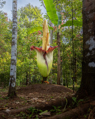 corpse flower or Amorphophallus titanum in forest
