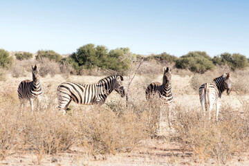 Fototapeta na wymiar A view of zebra
