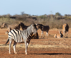 Fototapeta na wymiar A view of zebra