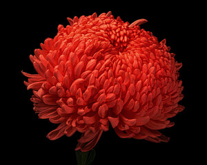 Red chrysanthemum flower with green stem isolated on black background. Studio close-up shot.