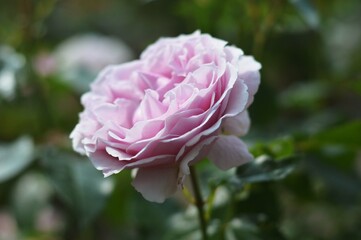 Lilac purple rose flower with green leaves. Close-up. Beautiful blooming rose in the summer garden.