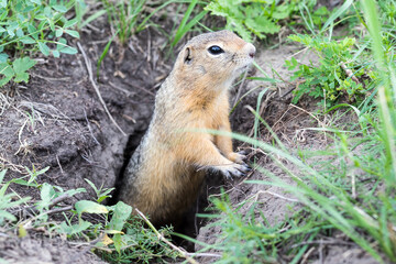 Naklejka na ściany i meble Funny gopher got out of the hole and carefully monitors the surroundings so that no one enters his territory