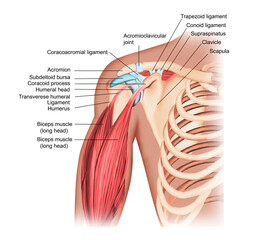  Shoulder anatomy medical illustration arm muscles

 - obrazy, fototapety, plakaty
