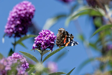 Red admiral butterfly (Vanessa Atalanta) perched on summer lilac in Zurich, Switzerland - obrazy, fototapety, plakaty