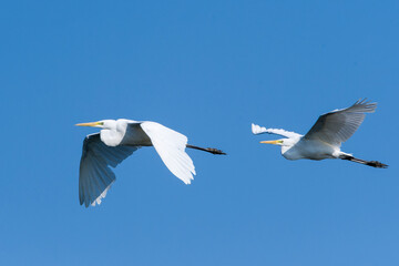Silberreiher im Flug in der Morgensonne	