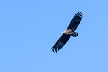 Junger Seeadler bei der Jagd	