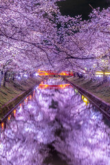 Reflection of cherry blossoms in Japan, Gozyo river