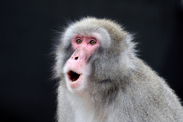 The Japanese macaque (Macaca fuscata), also known as the snow monkey