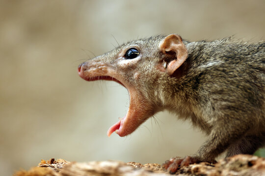 view of a Northern treeshrew