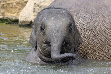 An Indian elephant (Elephas maximus) in the water