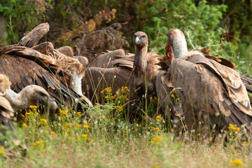 Vautour fauve,.Gyps fulvus, Griffon Vulture, Parc naturel régional des grands causses 48, Lozere, France