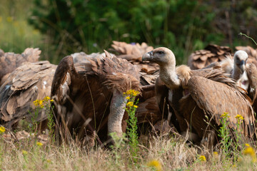 Vautour fauve,.Gyps fulvus, Griffon Vulture, Parc naturel régional des grands causses 48, Lozere, France