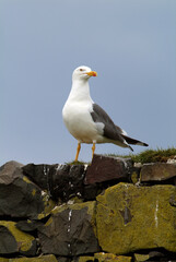 Goéland brun,.Larus fuscus, Lesser Black backed Gull