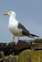 Fototapeta premium Goéland brun,.Larus fuscus, Lesser Black backed Gull
