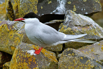 Sterne arctique,.Sterna paradisaea, Arctic Tern