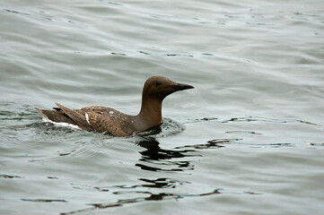 Guillemot de Troïl .Uria aalge; Common Murre
