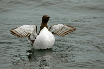 Guillemot de Troïl .Uria aalge; Common Murre