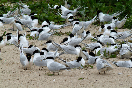 Sterne caugek,.Thalasseus sandvicensis, Sandwich Tern, nid