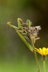 Praying mantis Mantis religiosa in close view