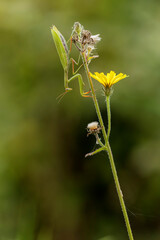 Praying mantis Mantis religiosa in close view