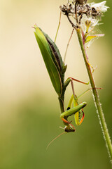 Praying mantis Mantis religiosa in close view