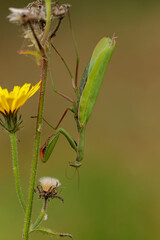 Praying mantis Mantis religiosa in close view