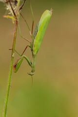 Praying mantis Mantis religiosa in close view