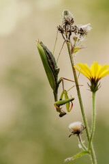 Praying mantis Mantis religiosa in close view