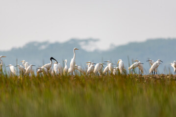 Birds in the nature